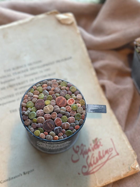 リトープス寄せ植えセット 販売スタートです