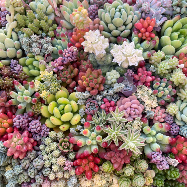寄せ植えレッスンのご案内