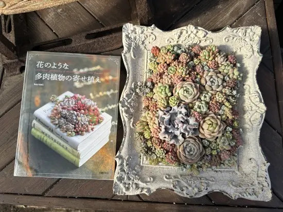 花のような多肉植物の寄せ植え サイン本 送料込み