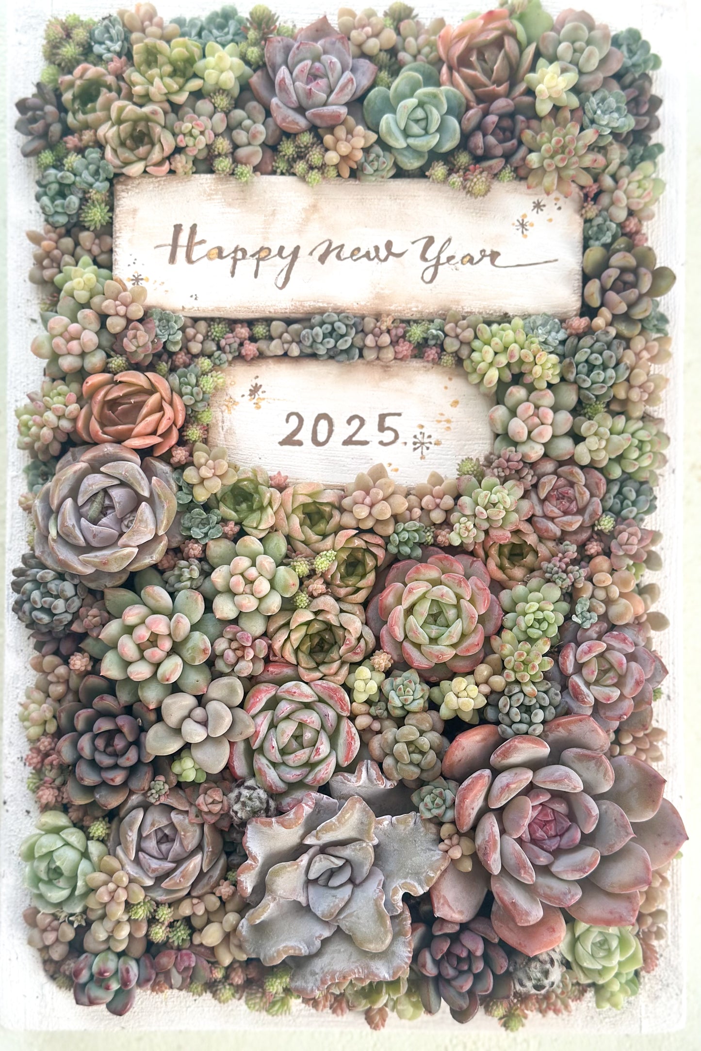 12月25日(水)13時〜多肉年賀状を作ろう