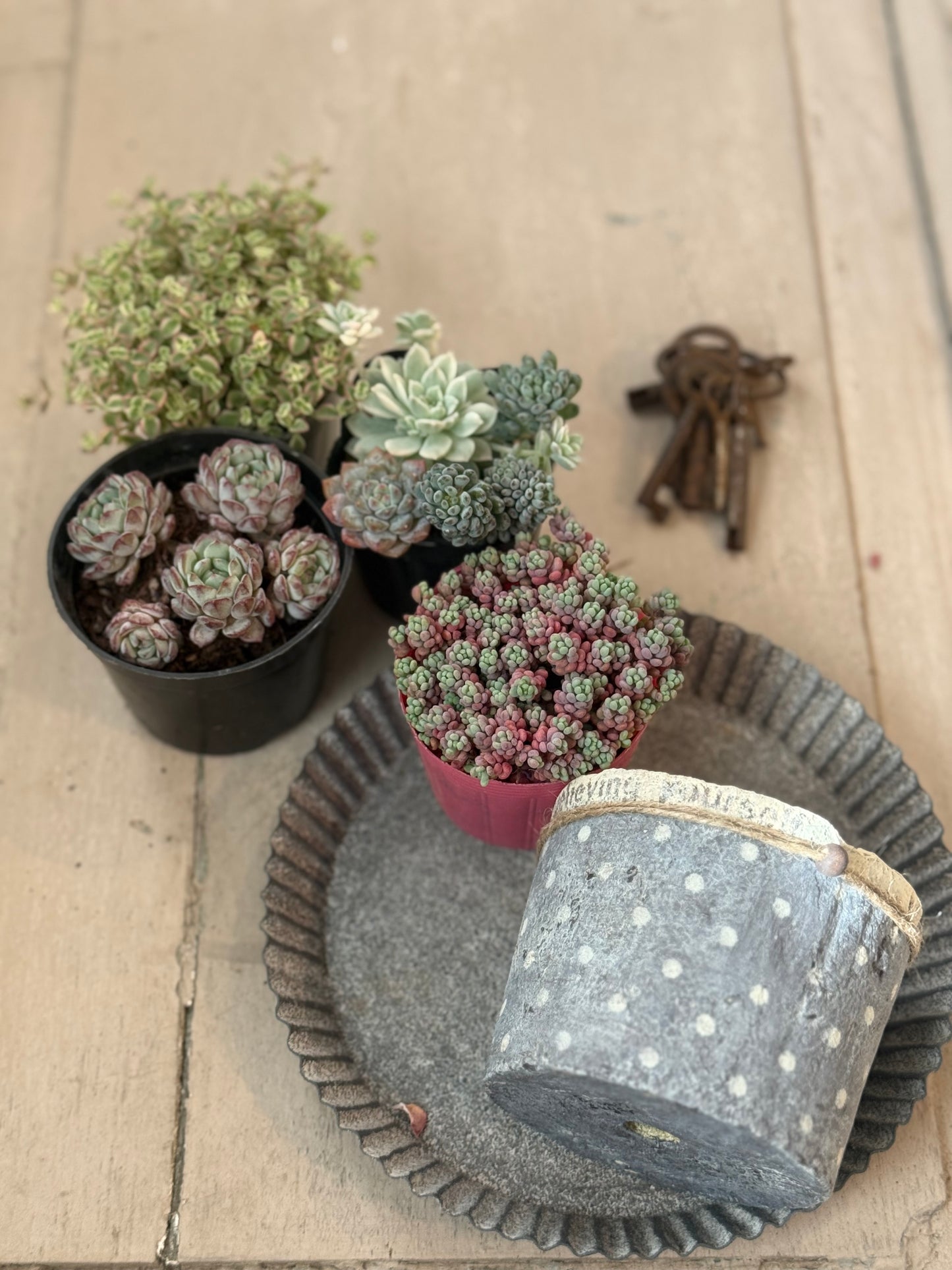 砂糖菓子のような寄せ植えキット 送料込み