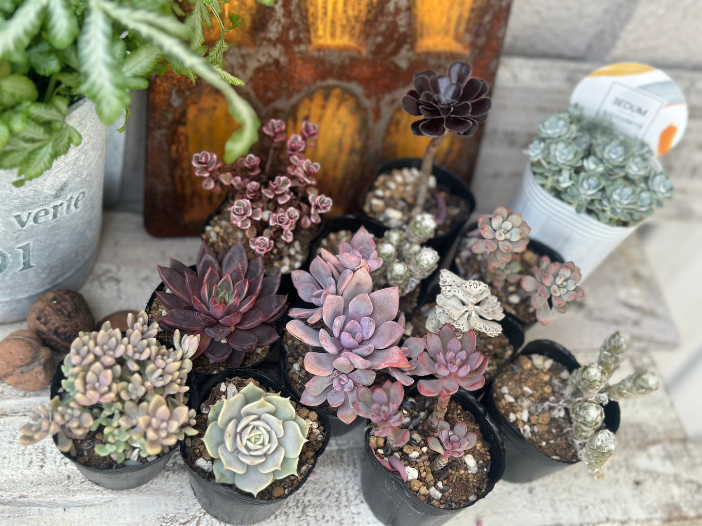 大人可愛いパープル寄せ植えキット(ローラ)