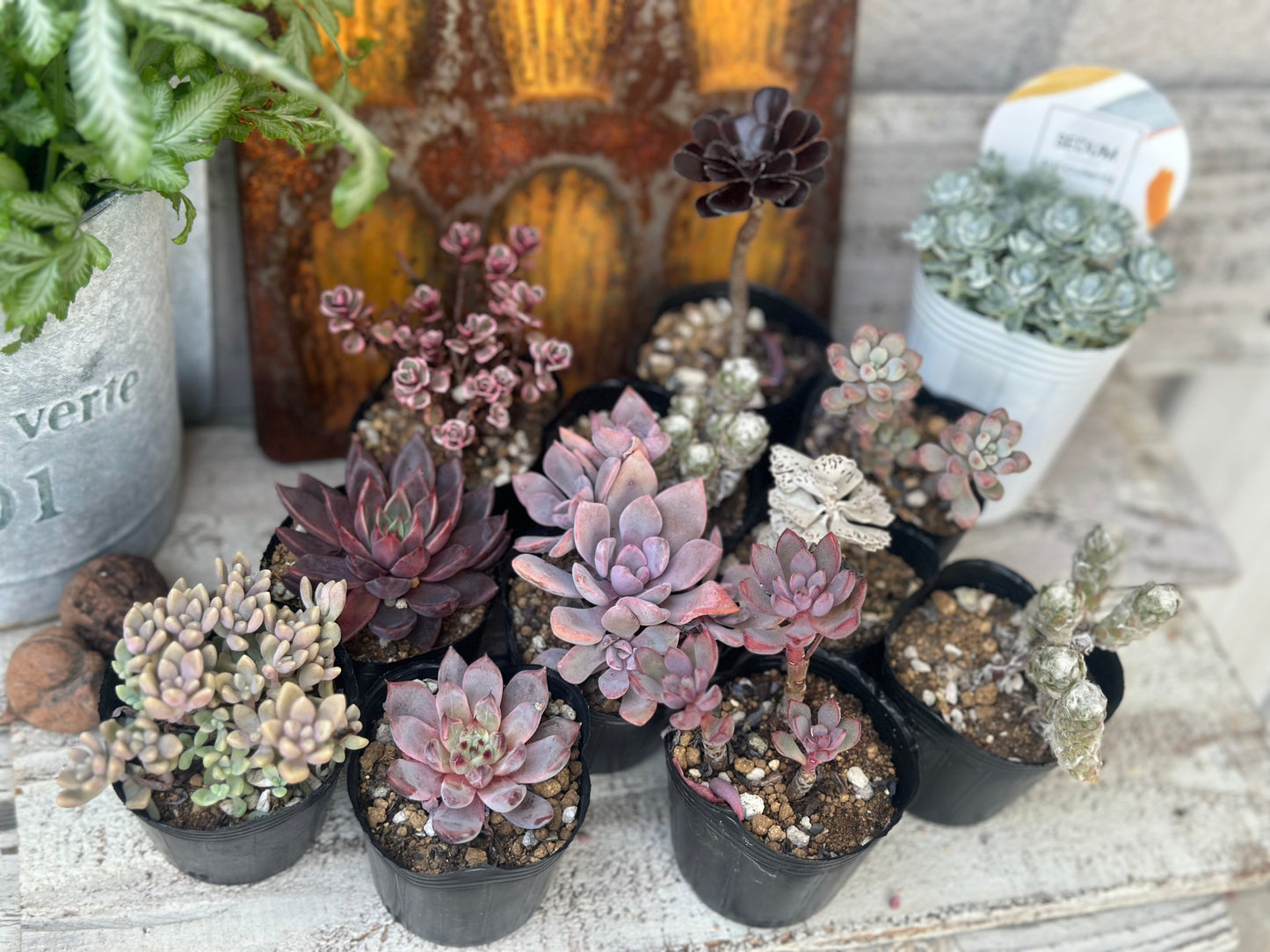 大人可愛いパープル寄せ植えキット(超大人)