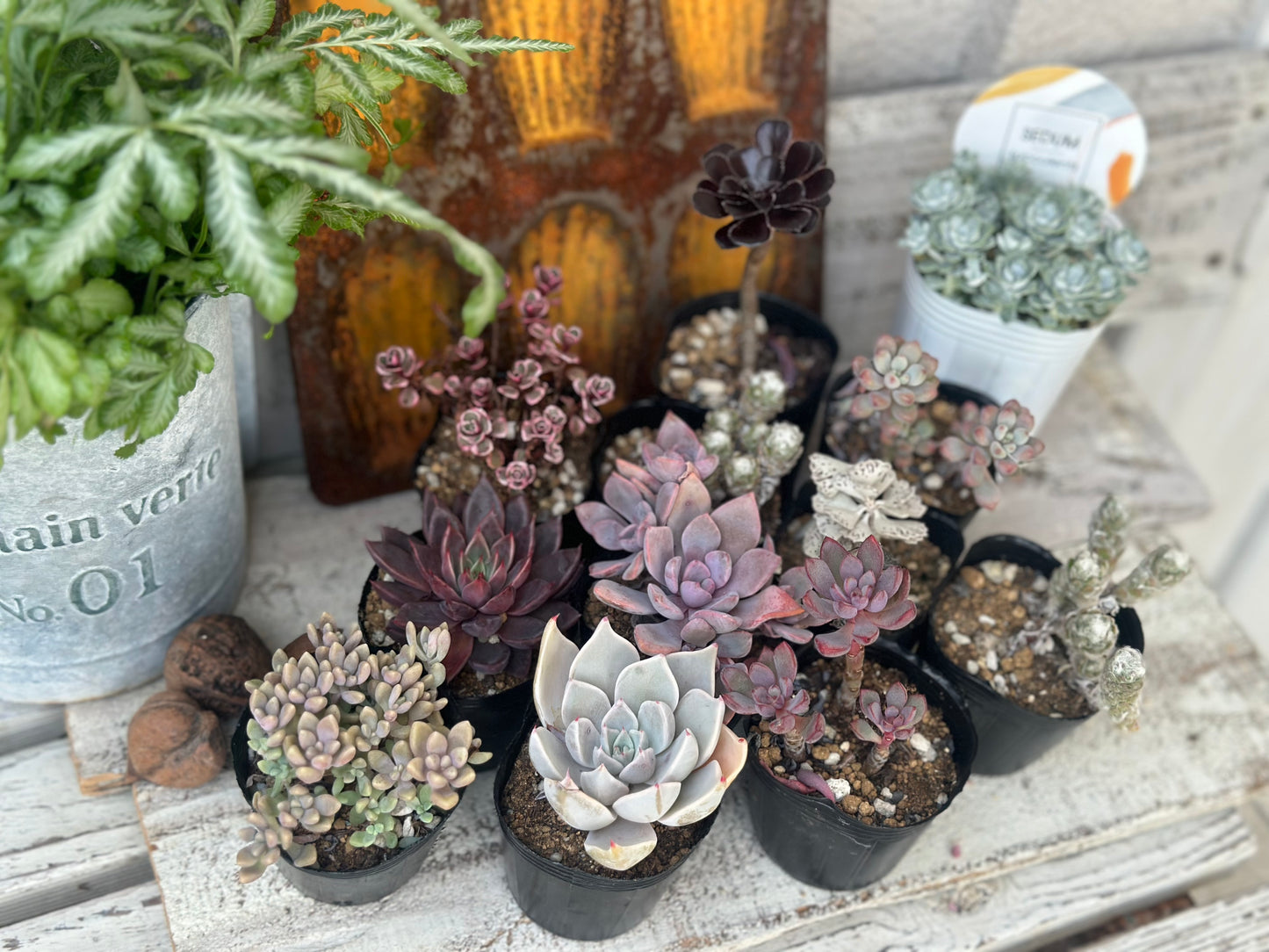 大人可愛いパープル寄せ植えキット(メンチャカ)