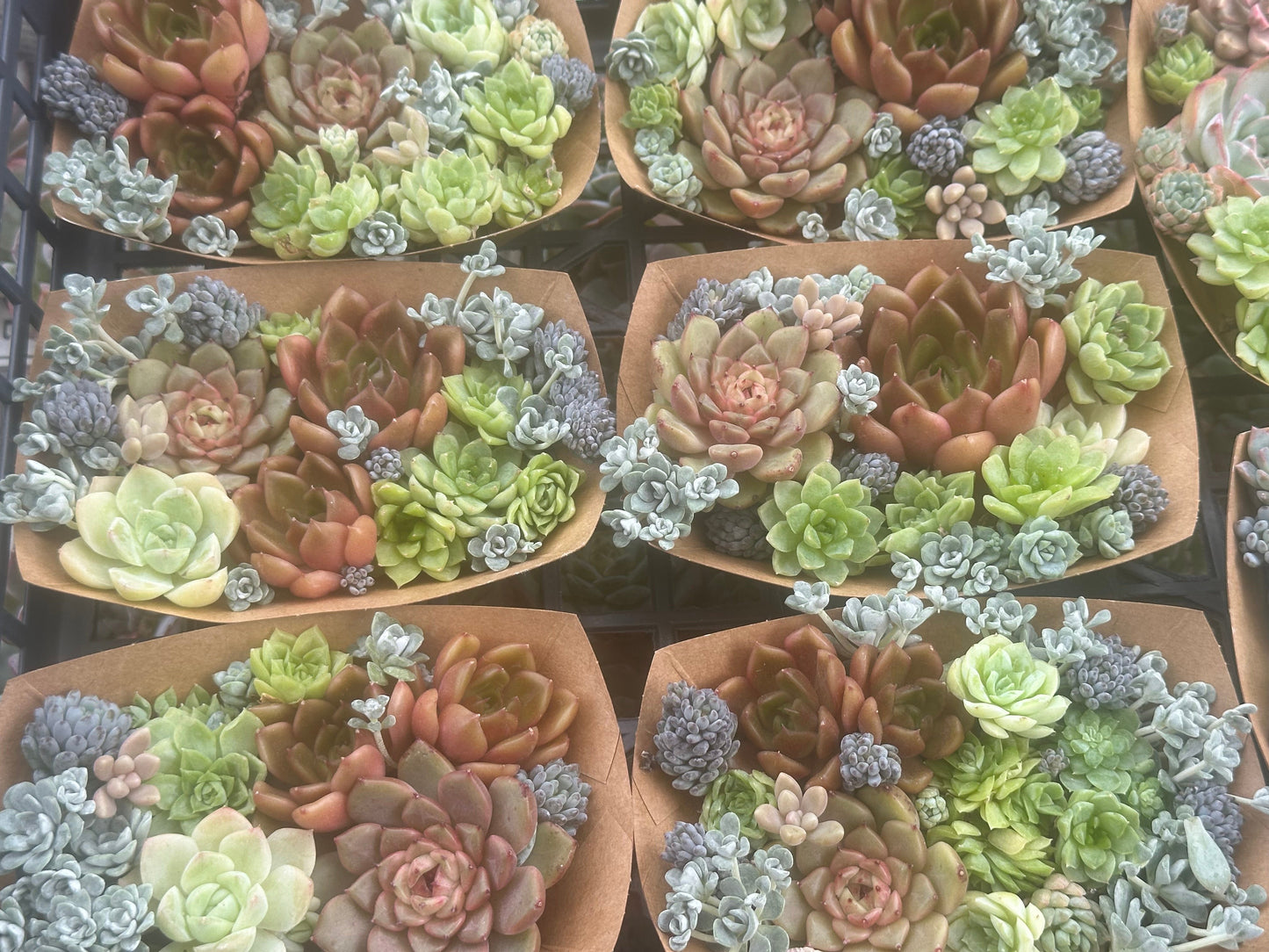 秋色多肉の寄せ植え 苗セット(鉢なし)