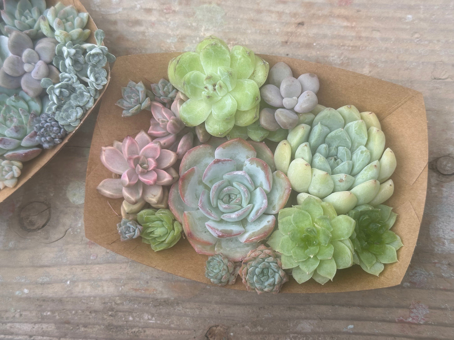 優しい色合わせの苗キット(春色系)