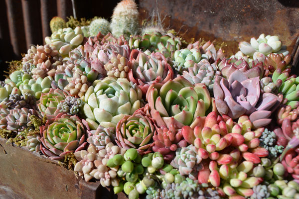 Kurumi Succulents（クルミサキュレント）