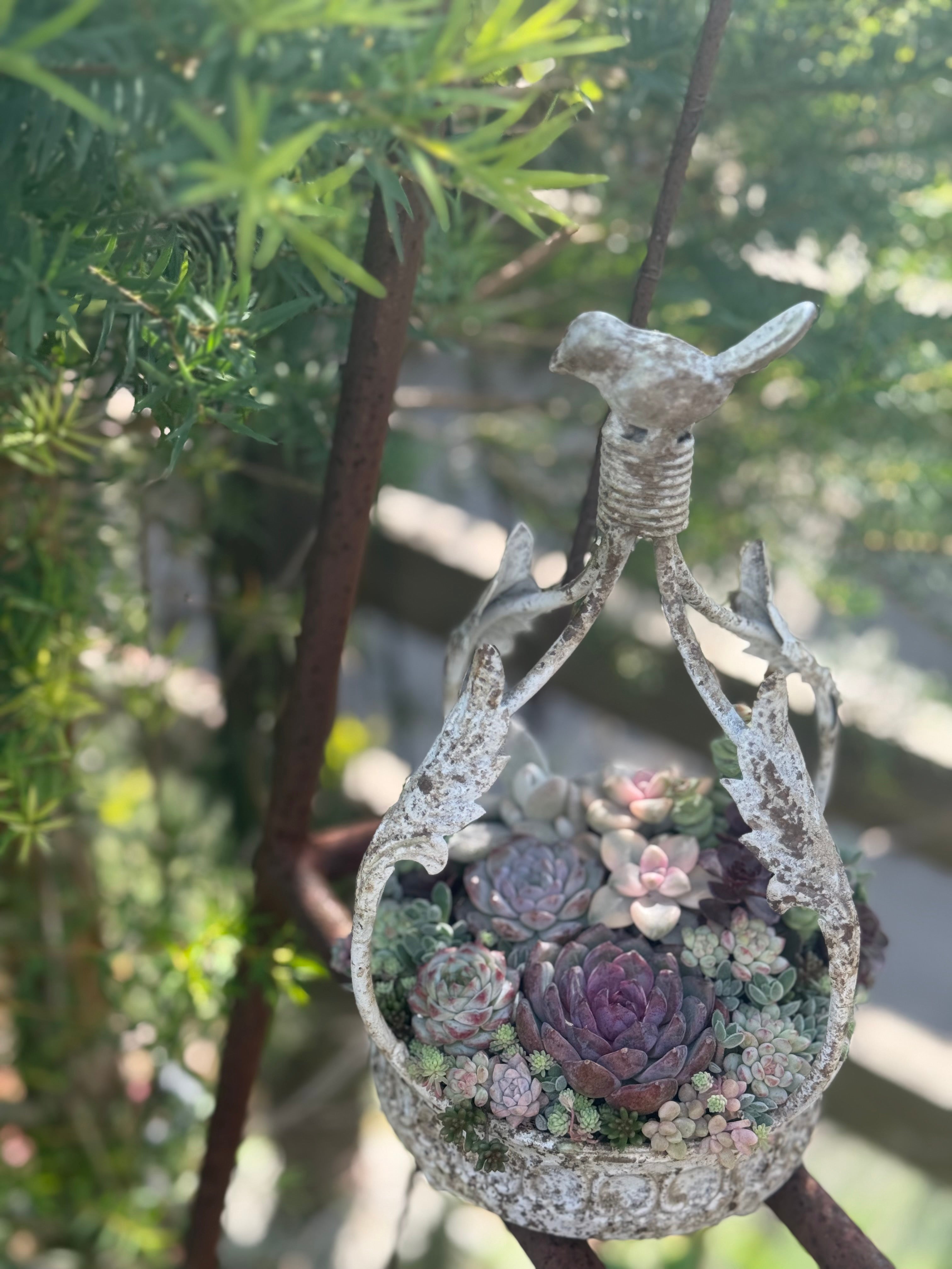 商品 – Kurumi Succulents