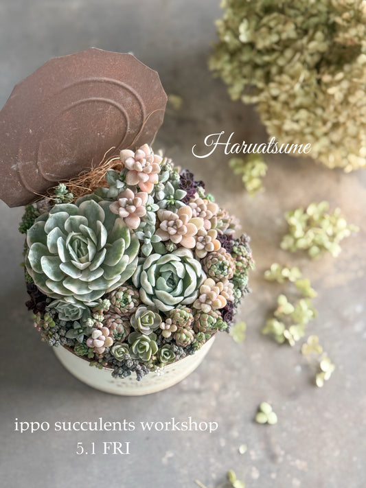 5月1日　ippo succulents    Haruatsume WS
