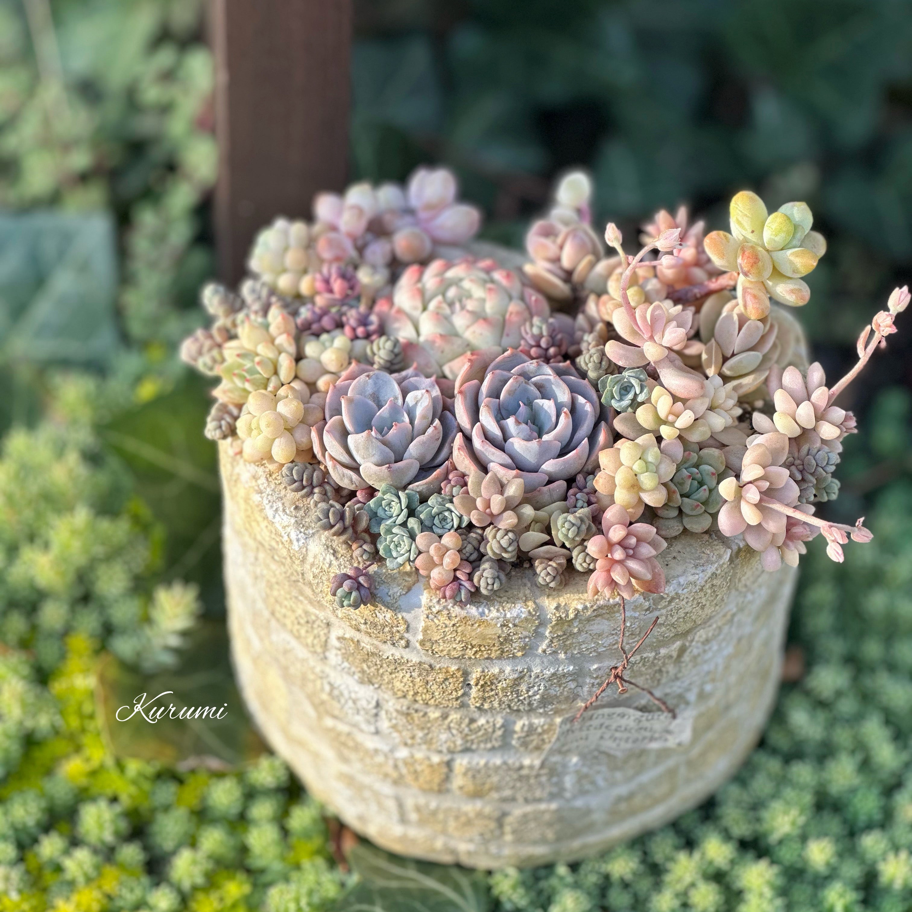 寄せ植え、レッスン作品集 – Kurumi Succulents