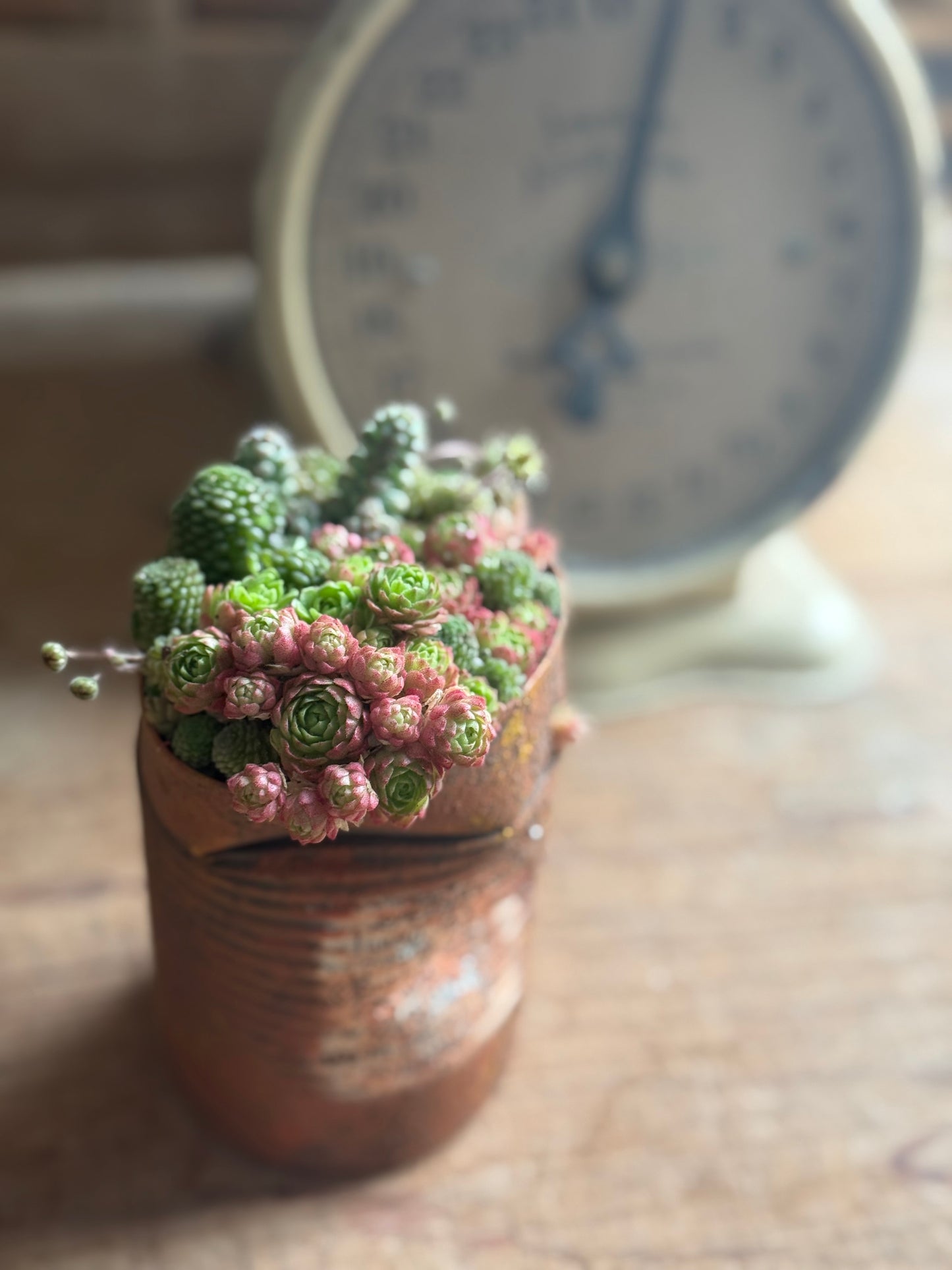 錆缶寄せ植えセット　送料込み