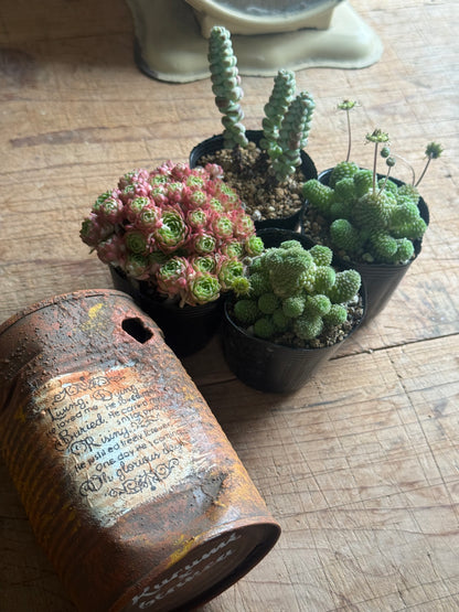 錆缶寄せ植えセット　送料込み