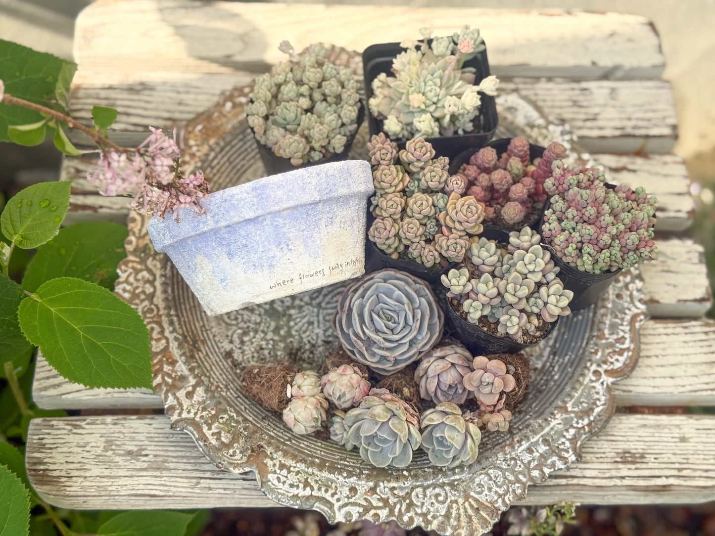 Fuji平鉢　寄せ植えキット