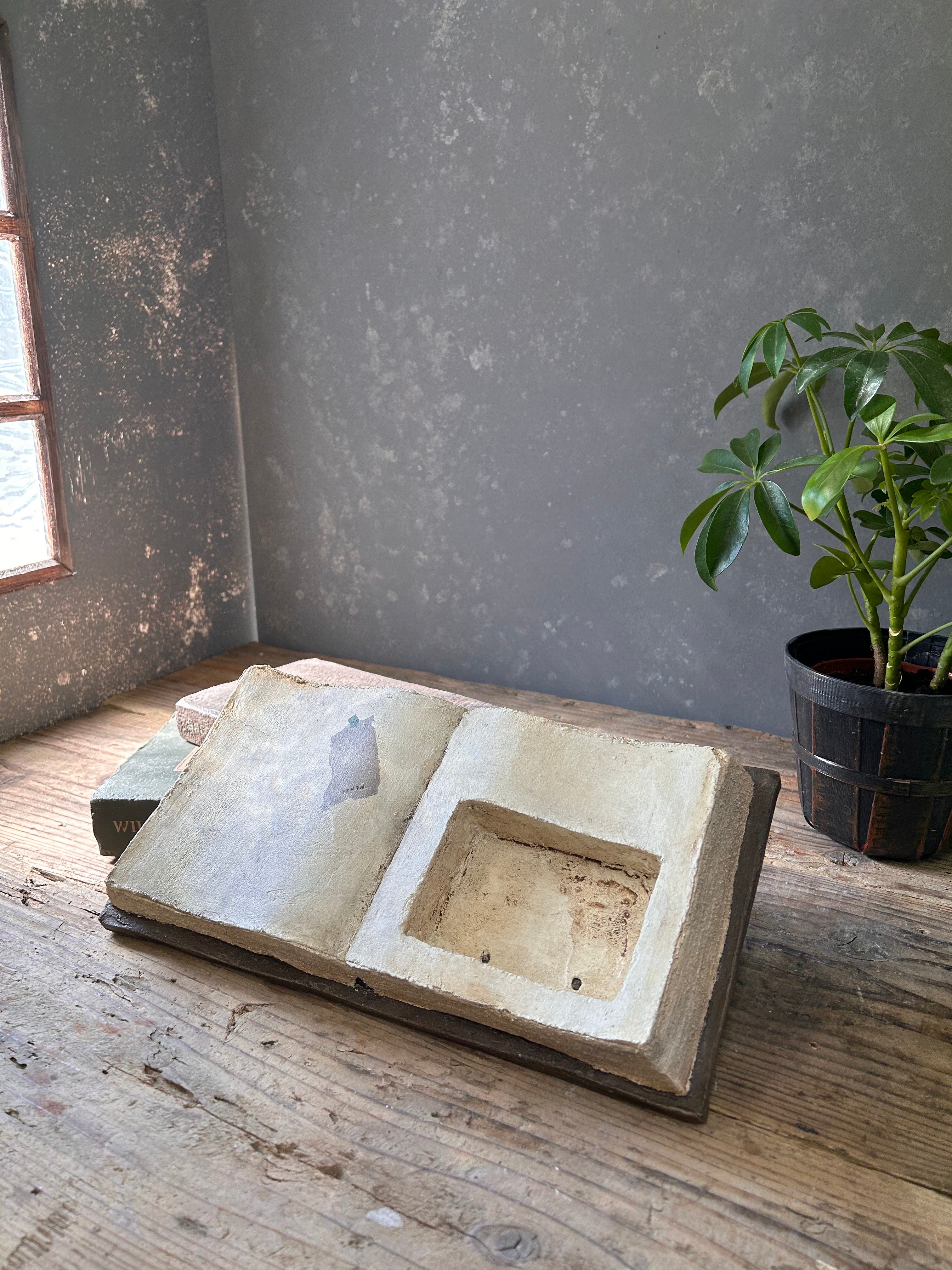 No.464 ❁ピュアラブ❁ カット苗 微根かも 多肉植物 寄せ植え 多肉植物 寄せ植えセット カット苗 - メルカリ