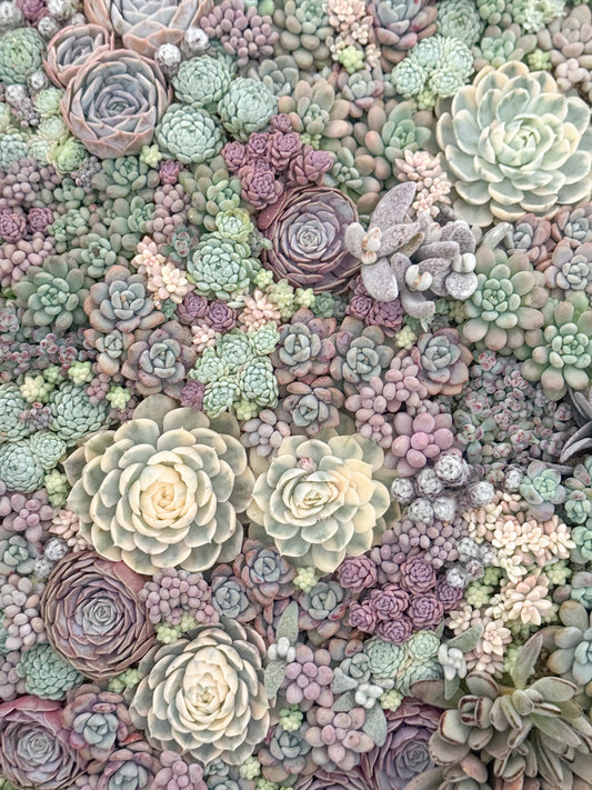 サイン入り寄せ植えクリアファイル