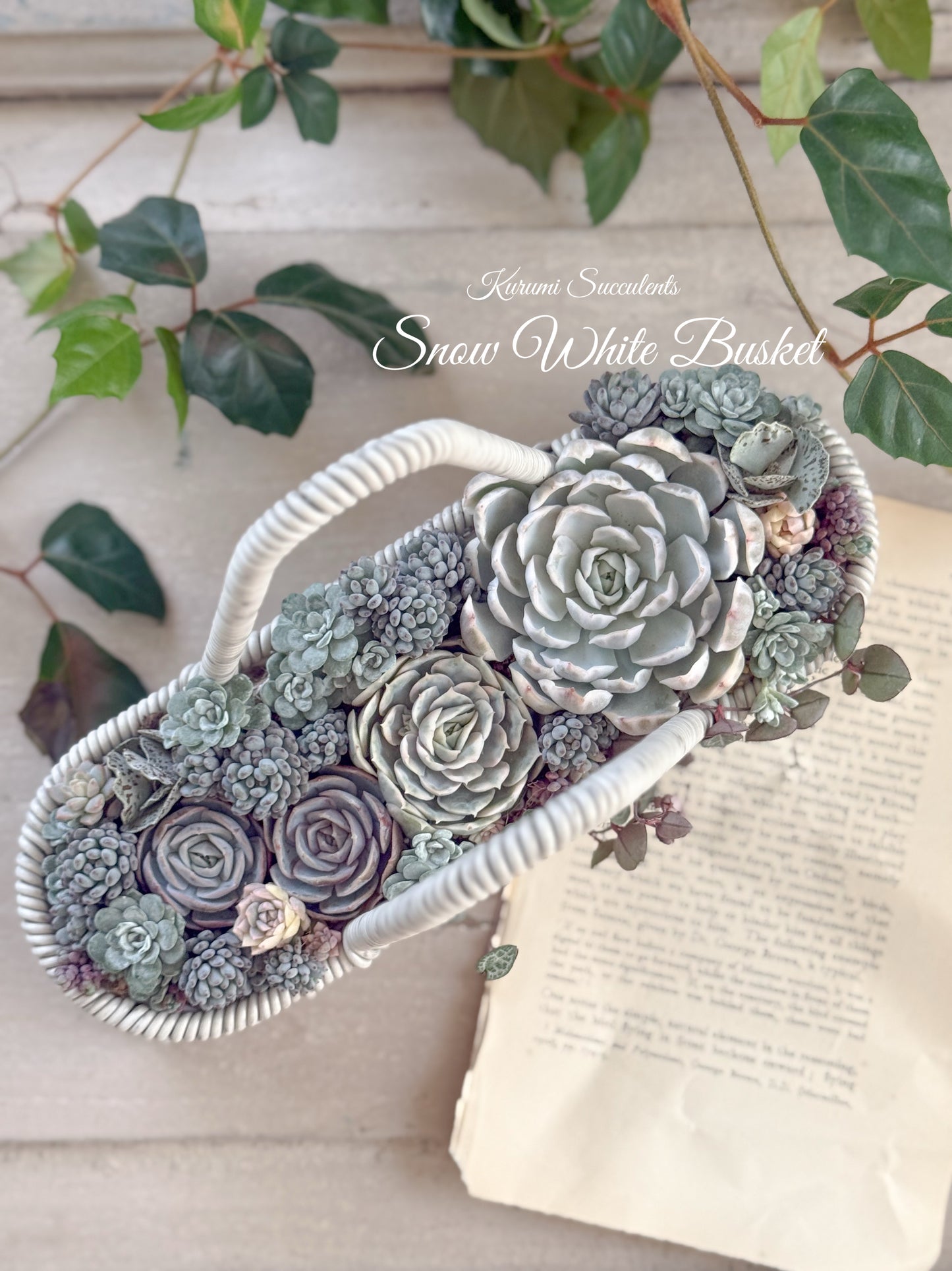 白雪姫な寄せ植えセット