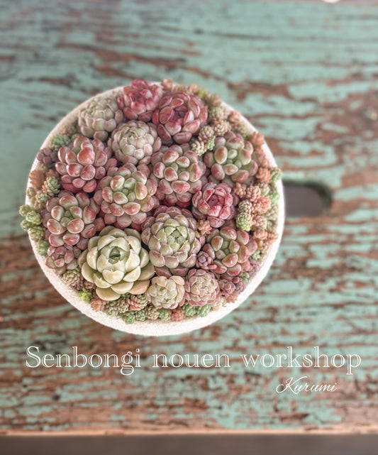 2月4日　せんぼんぎのうえん寄せ植えWS