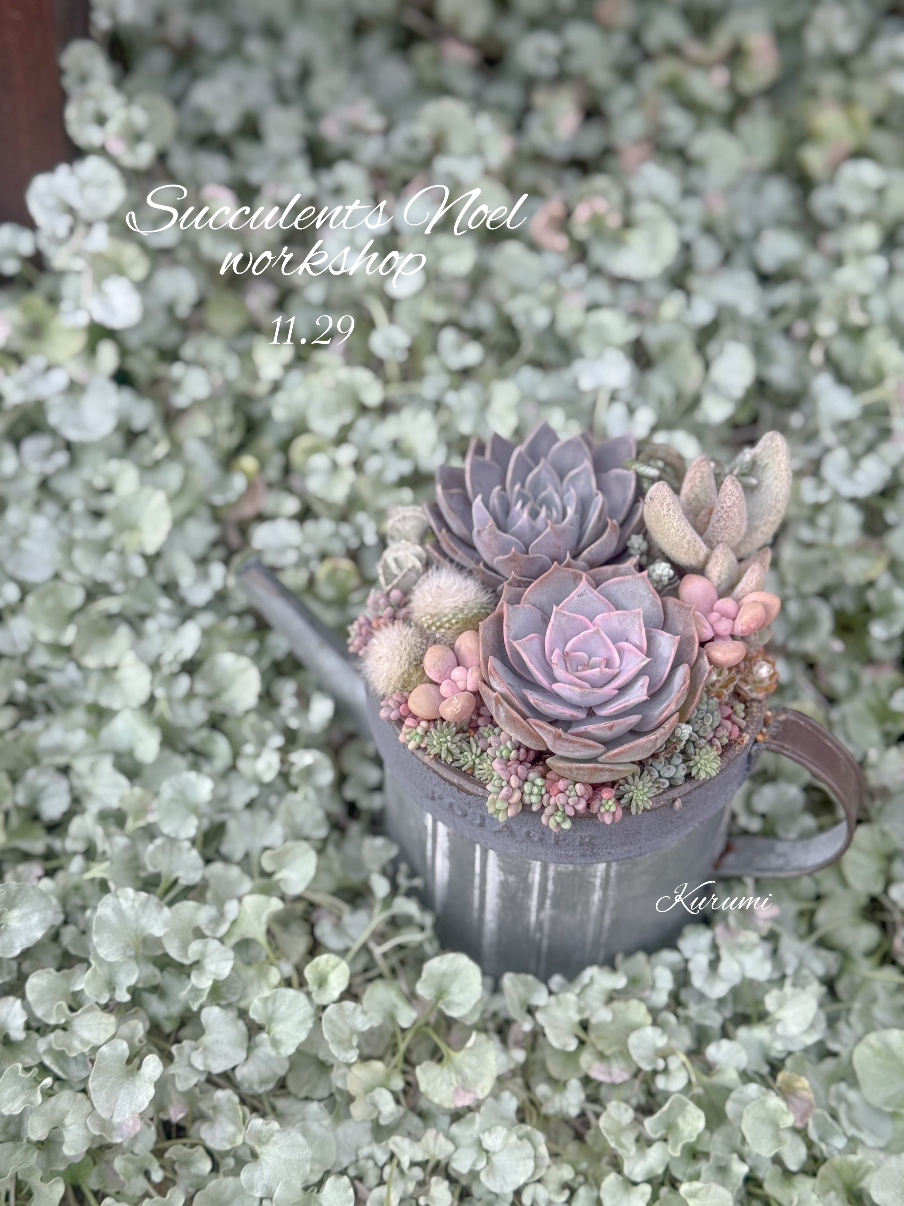 商品 – Kurumi Succulents