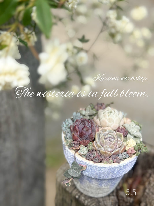 5月5日　東小金井　Fuji鉢WS