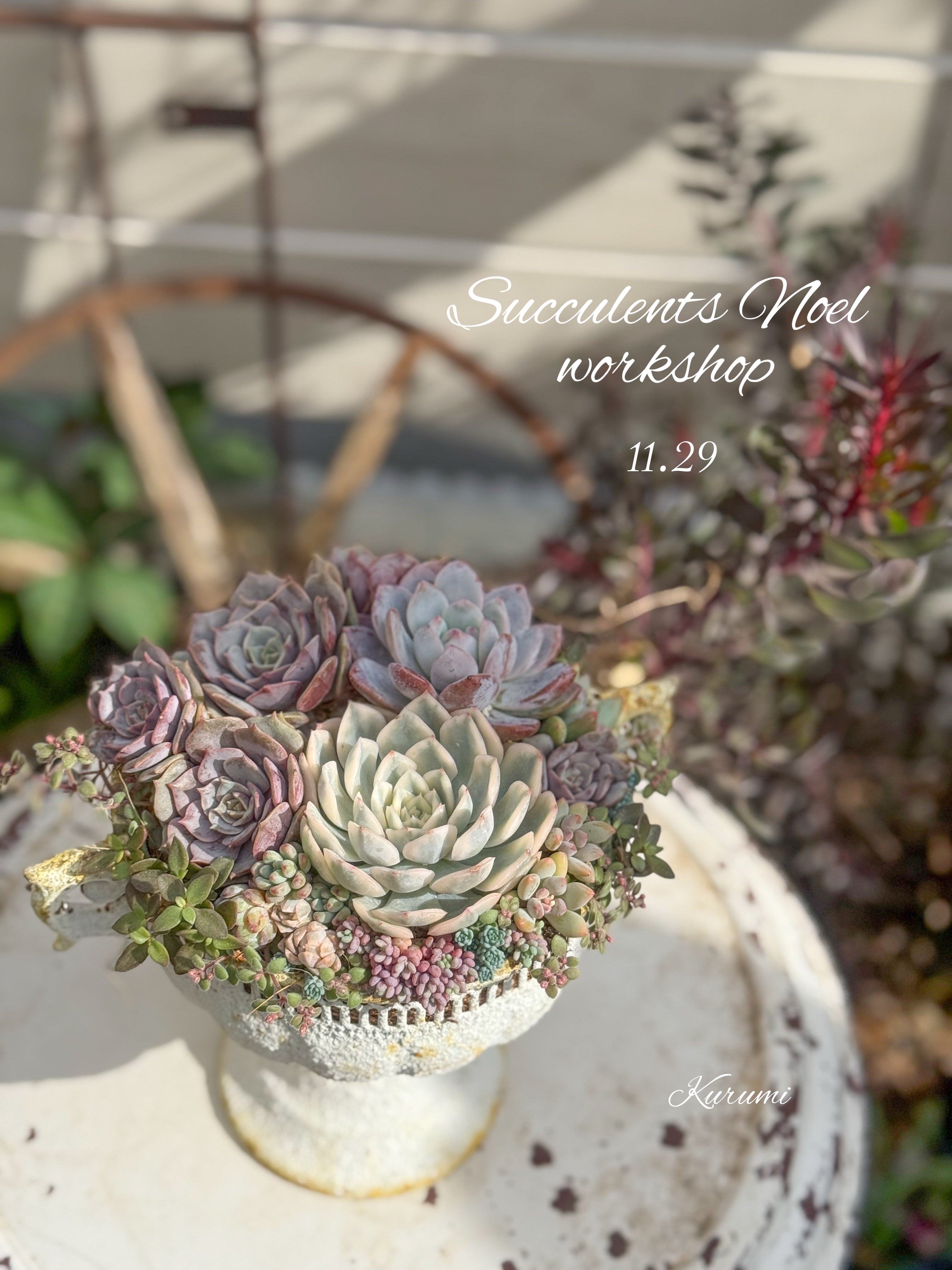 商品 – Kurumi Succulents