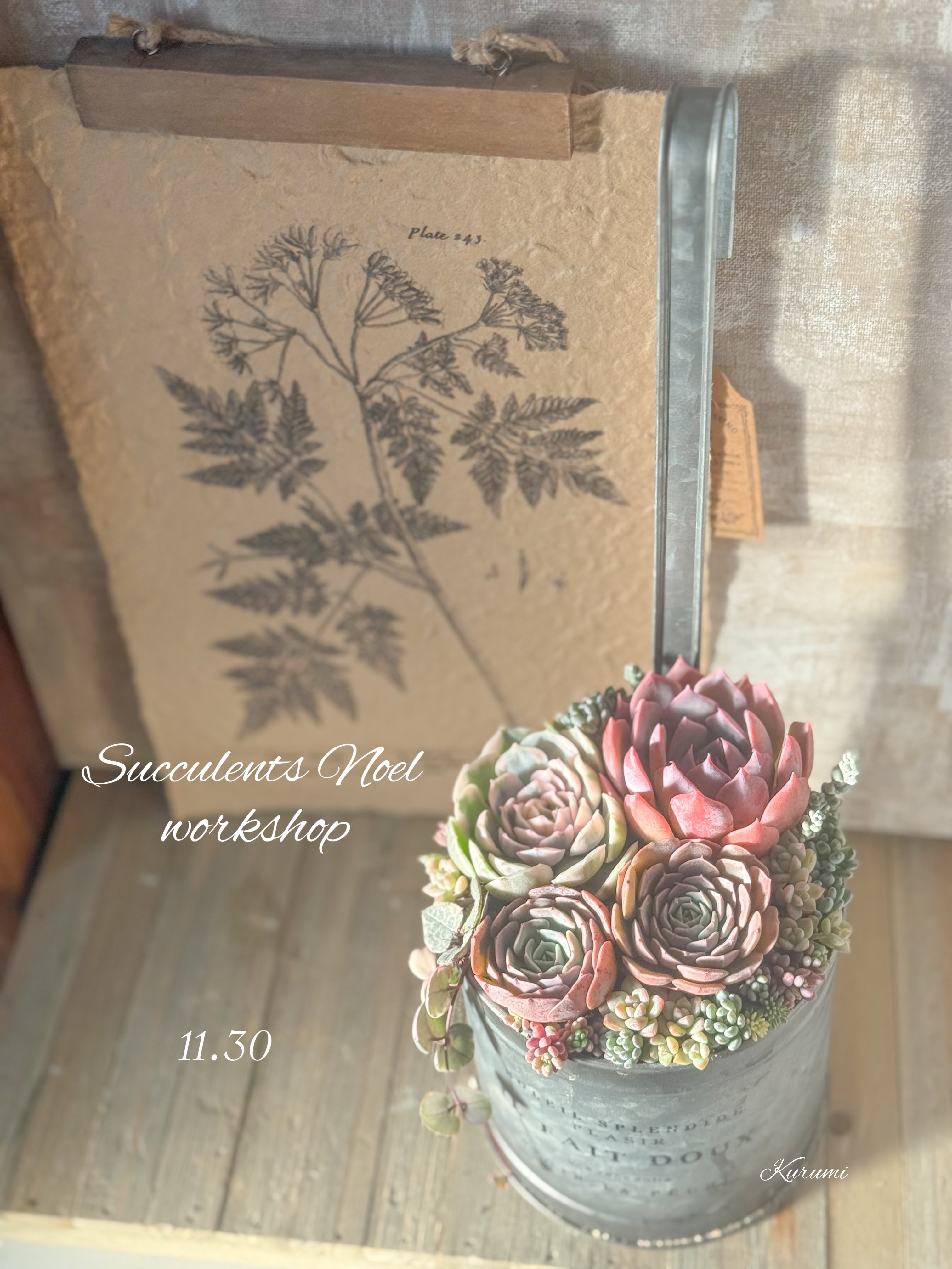 商品 – Kurumi Succulents