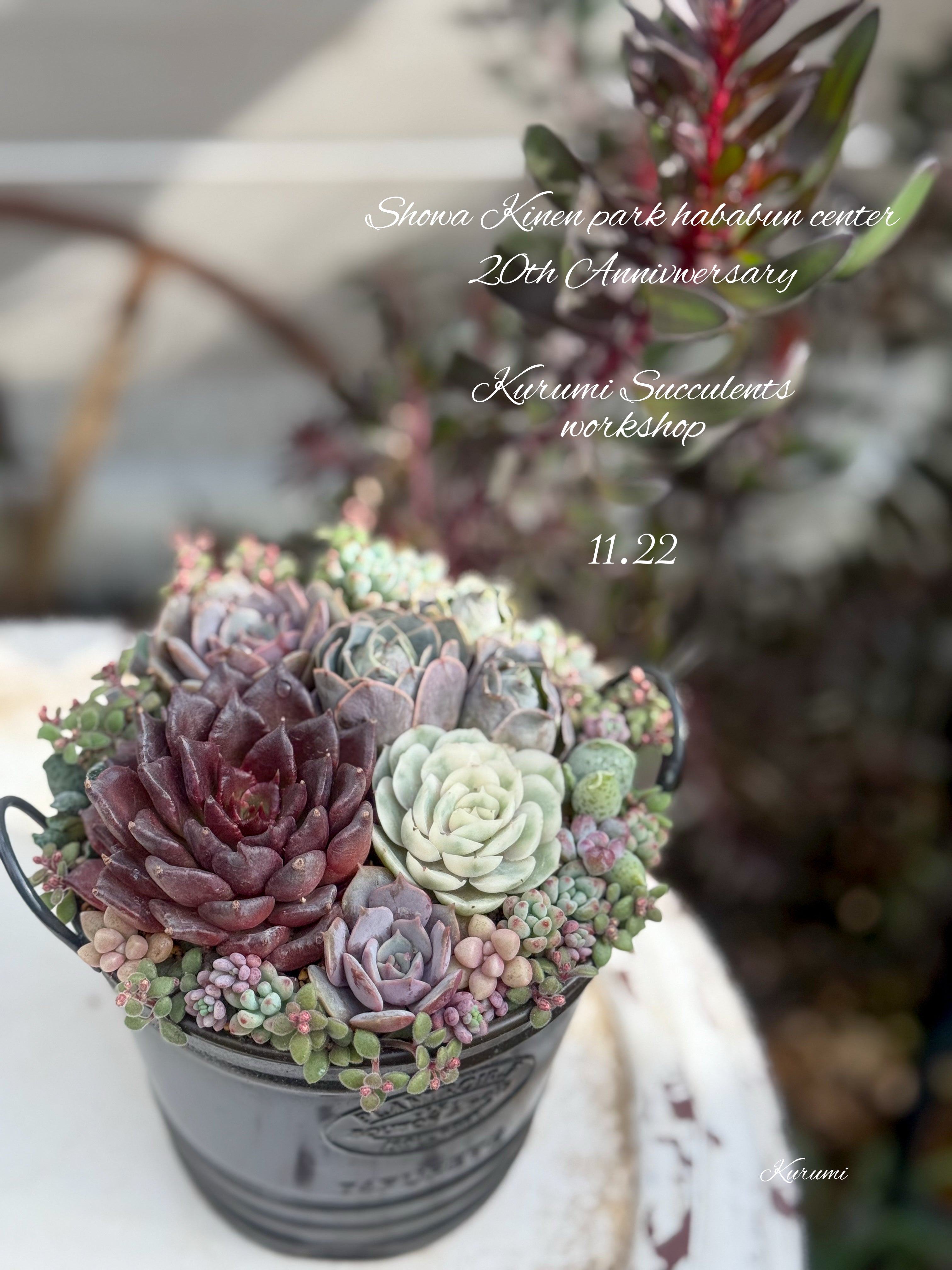 Mayu ❣️多肉寄せ植え 森のような寄せ植え #多肉植物大好き #植木鉢を作るのも好き