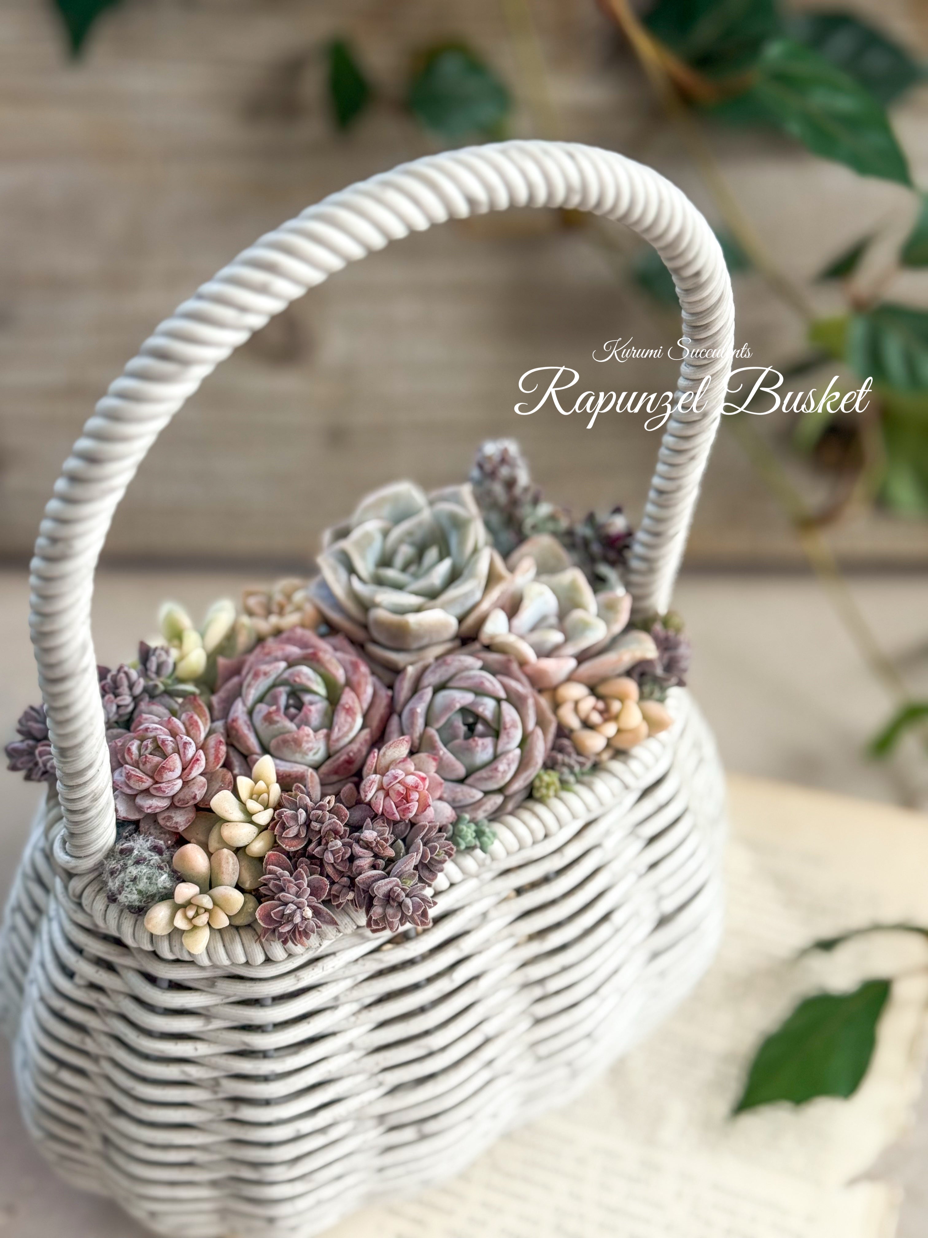 ラプンツェルな寄せ植えセット – Kurumi Succulents